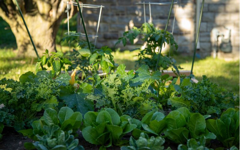 Vegetable garden